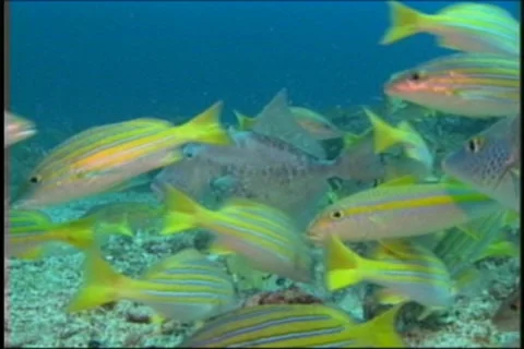 BL113-064 Stock Footage 7909555