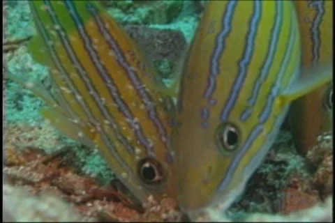 BL113-065 動画素材 7909557