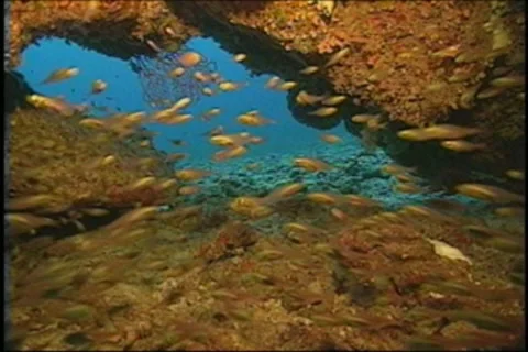 BL113-066 Stock Footage 7909559