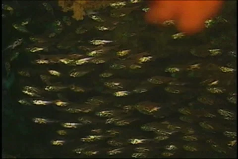 BL113-067 動画素材 7909560