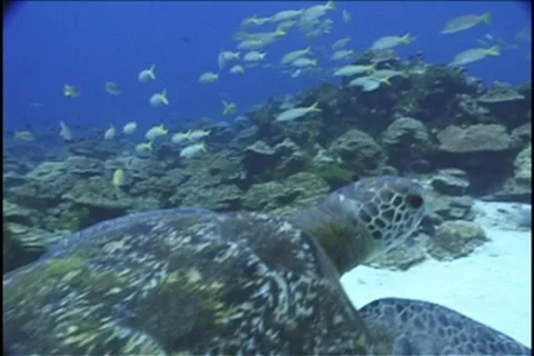 BL113-068 動画素材 7909578