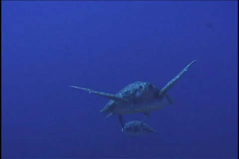 BL113-069 Stock Footage 7909567