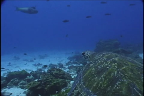 BL113-070 Stock Footage 7909580