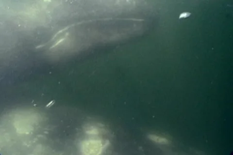 BL113-071 動画素材 7909595