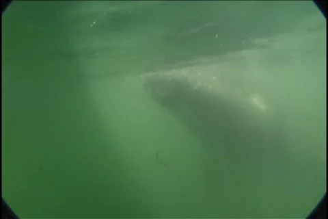 BL113-072 動画素材 7909597