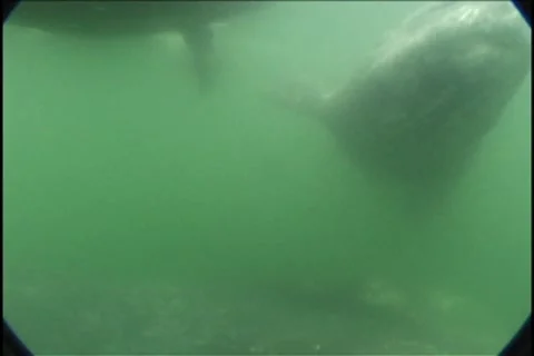 BL113-073 動画素材 7909612