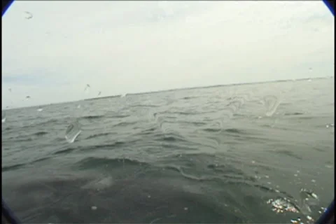 BL113-074 動画素材 7909618