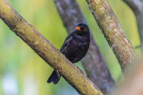 Blacbird Stock Photos