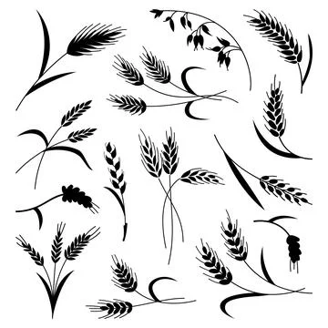 Black abstract wheat ears hand drawn set Stock Illustration