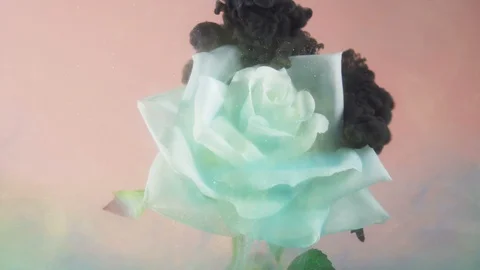 Black acrylic paint covers artificial white rose underwater. Pollution concept Video stock 129247863