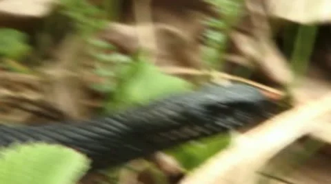 Black adder Stock Footage 18183365