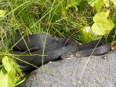 Black adder Stock Photos