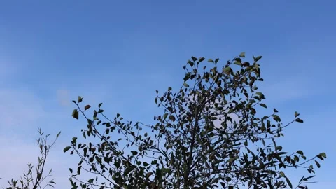 Black adler tree Stock Footage 296822201