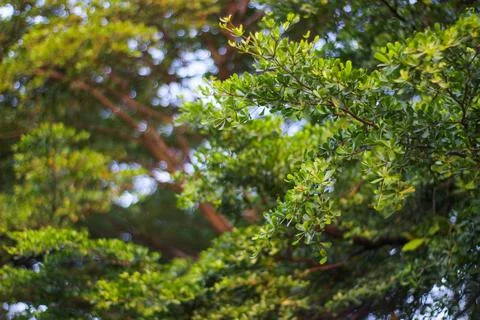 Black afara Stock Photos