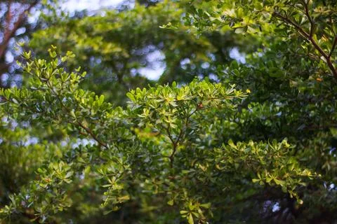 Black afara Stock Photos