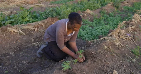 Black African emerging female farmer planting seedlings in vegetable garden Stock Footage