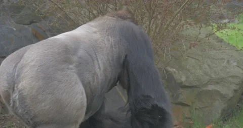 Black African Gorilla Wanders Inside Cage Stock Footage 61932457