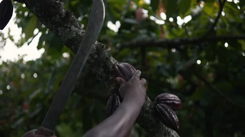 Black African local man cutting a purple cocoa fruit from a tree with a Stock Footage 152914920