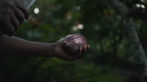 Black African local man opening a purple cocoa fruit with a machete Stock Footage 152914916