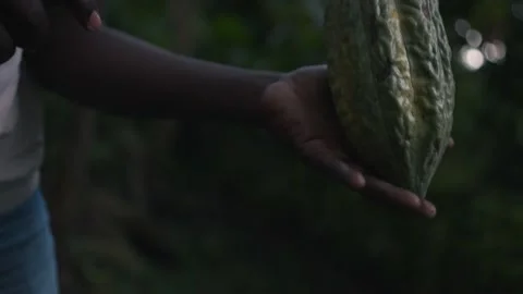 Black African local man opening a green cocoa fruit with a machete Stock Footage 152914918