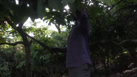 Black African local man working in a cocoa farm with a machete Stock Footage 152914935