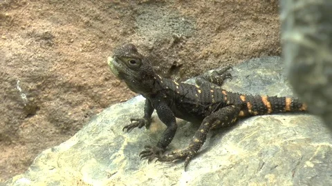 Black Agama Lizard Resting on Rocky Terrain Stock-Footage 77208979