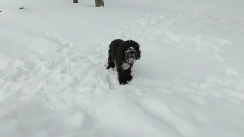 A black aggressive dog barks and jumps on the white snow in the backyard on a Video stock 147192166