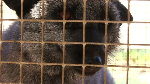 Black Aggressive Fox in a Cage Stock Footage 85176249