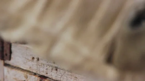 Black Aggressive Mink Stock Footage 82221197