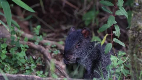 Black Agouti feed and scratch ear in cloud forest Stock Footage 297485152