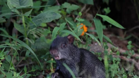 Black Agouti feed in cloud forest close up Stock Footage 297485160