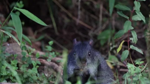 Black Agouti feeding with both front legs in rainforest close up Stock Footage 296488121
