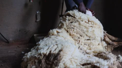 Black Agricultural worker shearing wool off a sheep in a barn, medium shot Stock Footage 315749854