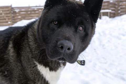 Black akita dog in a white shirt with a collar looks sad in winter snow Stock Photos