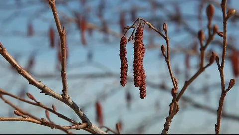 Black alder (Alnus glutinosa) branches with flowers trembling in the wind Stock Footage