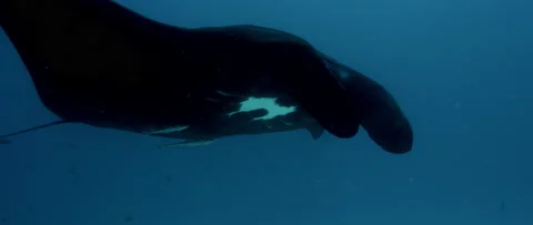 An black Alfred Manta, Mobula alfredi, swims in the blue water, Maldives, Ind Stock Footage 144339853