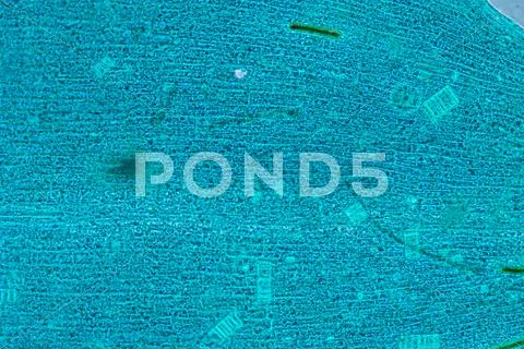 Black alga leaf micro Stock Photos