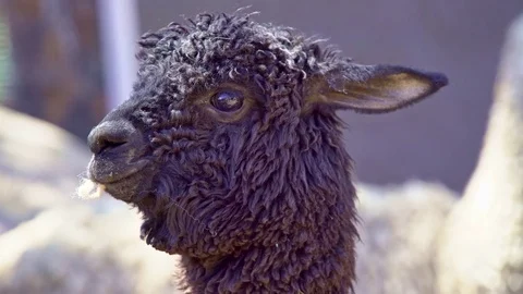 Black Alpaca close up in Peruvian Highlands Stock Footage 85393257