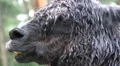 Black Alpaca close up portrait fascial expression HD Footage
