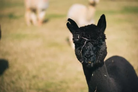 Black alpaca in the corral Stock Photos
