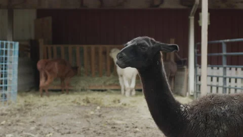 Black alpaca in the courtyard of the stall, white alpacas walking in the Stock Footage 166084488