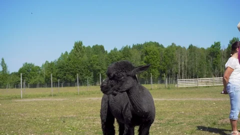 Black alpaca eating grass. Video stock 91586934