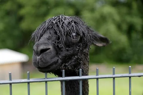 Black alpaca Stock Photos