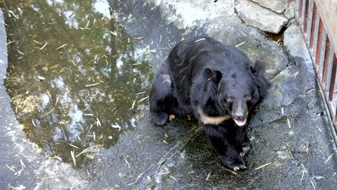 Black and big bear Stock Footage 148641078