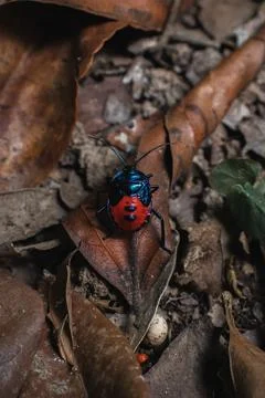 A black and blue bug is sitting on a leaf Stock Photos