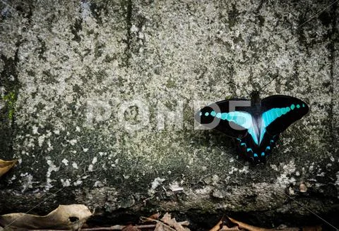 Black and blue butterfly Stock Photos