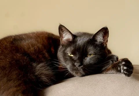 Black and brown cat lying over the sofa Stock Photos