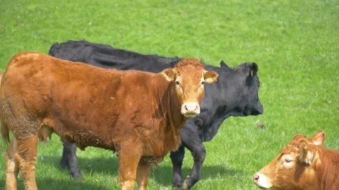 Black and brown cows closeup in a field Stock Footage 92599072