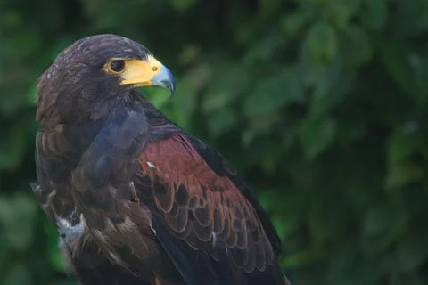 Black and brown eagle Stock Photos