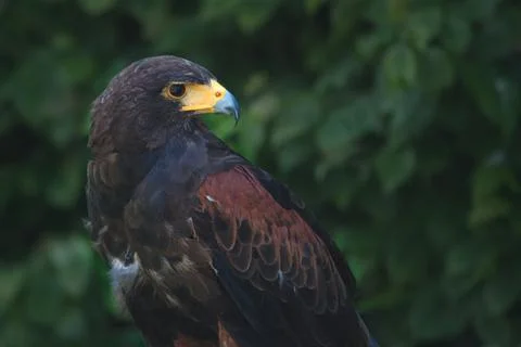 Black and brown eagle Stock Photos